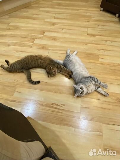 Отдам в добрые руки котят