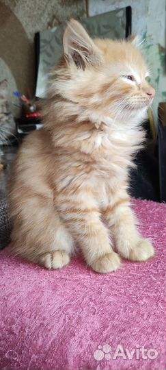 Рыжее солнышко