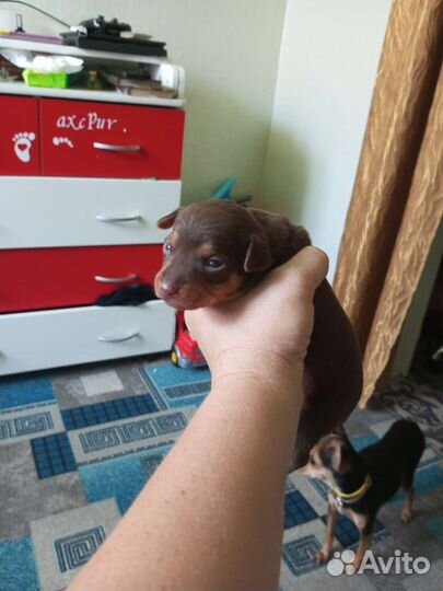 Той-терьер щенки