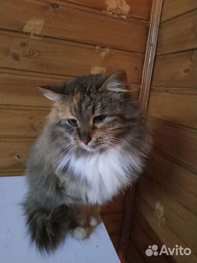 Сибирская метис