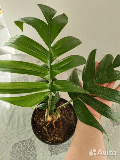 Монстера Рафидофора декурсива