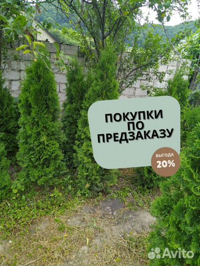 Туя для изгороди