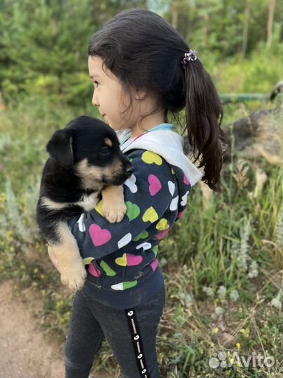 Щенок мальчик