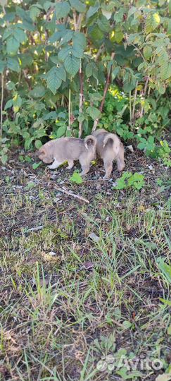 Щенки лзс