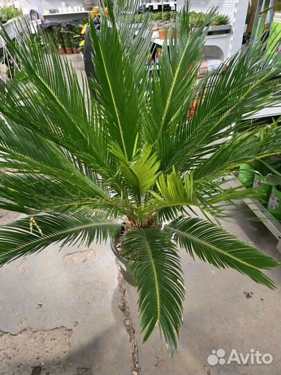 Пальма цикас революта