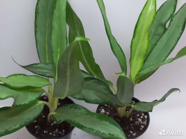Аглаонема white лайн