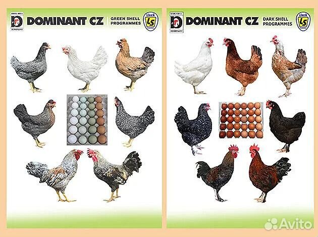 Инкубационное яйцо импортное круглый год