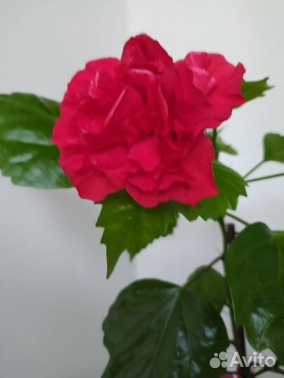 Гибискус китайская роза