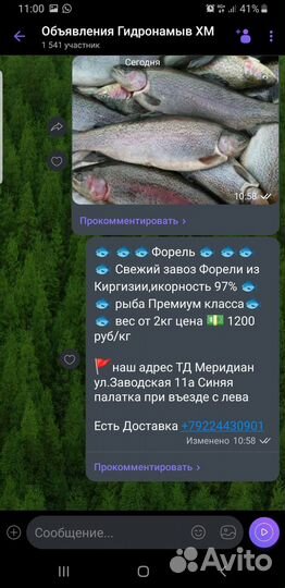 Форель форель форель