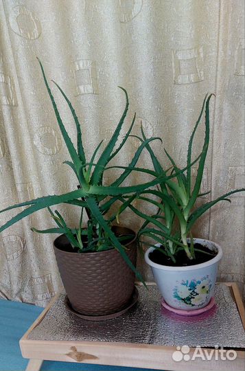 Алоэ лечебный древовидный