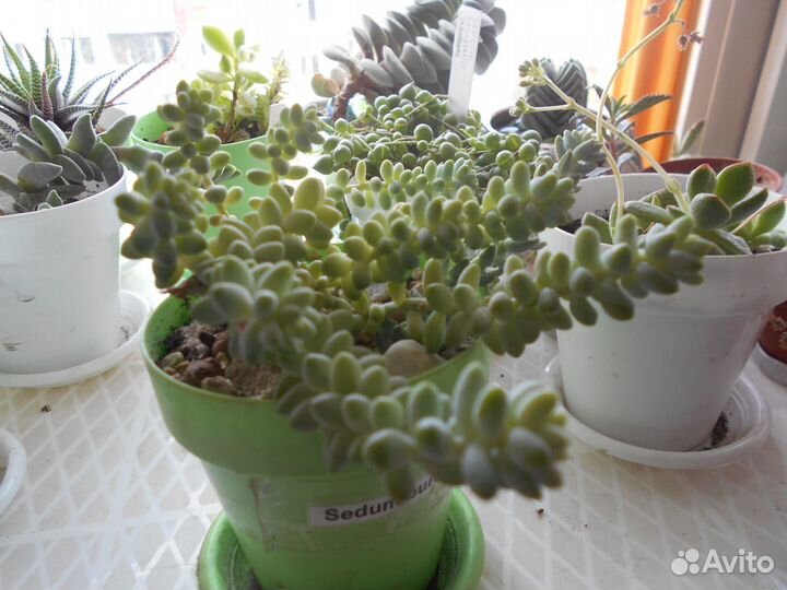Суккуленты:Хавортии,Седум,Эчеверии