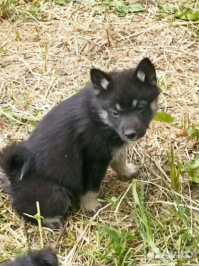 Лайка, щенки