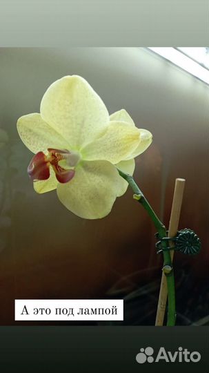 Орхидея фаленопсис