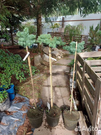 Продам лиственницу Блю Дварф на штамбе 90см