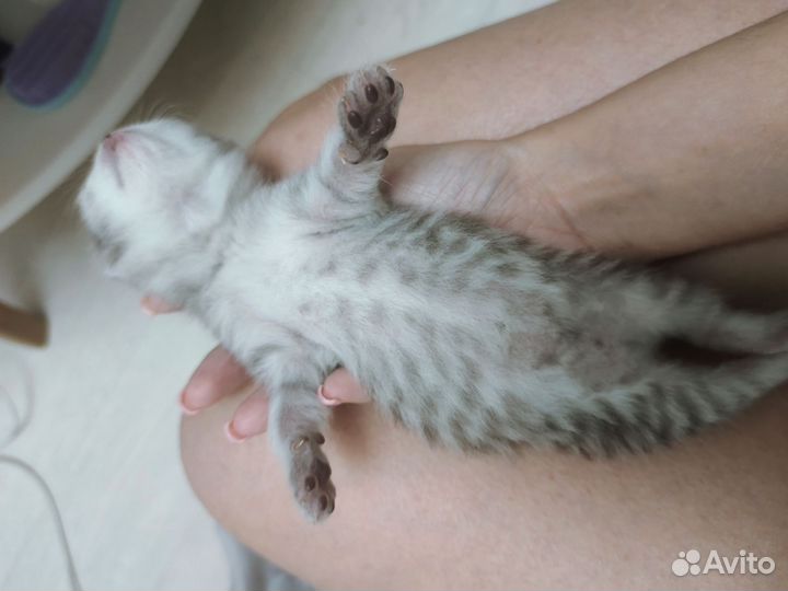 Шотландская вислоухая