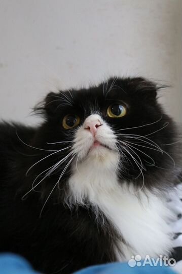 Кошка в дар бесплатно
