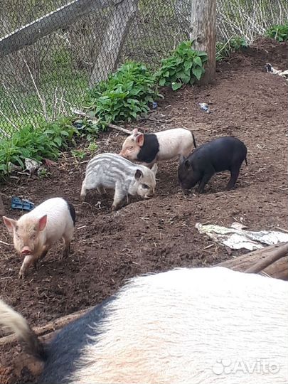 Вьетнамские поросята и козы