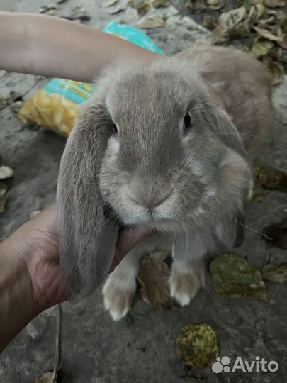 Продам кроликов