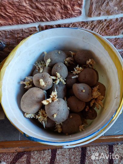 Семенной картофель