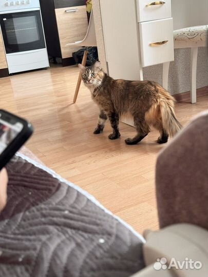 Мейн-кун в добрые руки