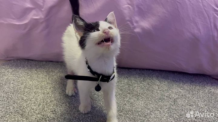 Котенок