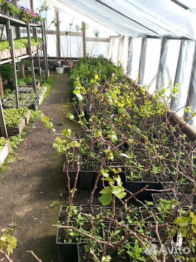 Рассада.Цветы.Деревья.Кустарники