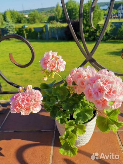 Пеларгония герань сортовая