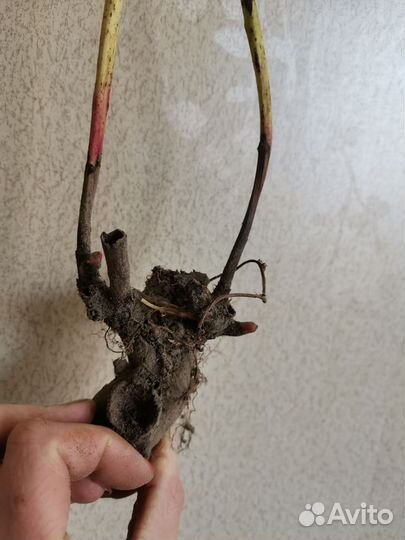 Пион махровый белый