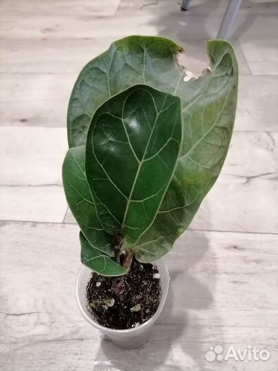 Фикус Лирата