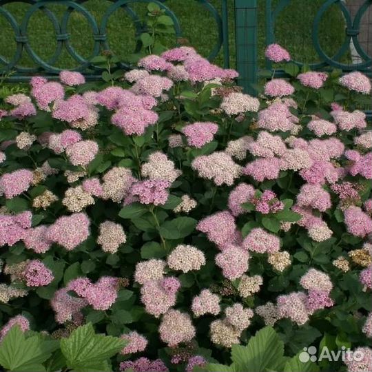 Спирея густоцветковая