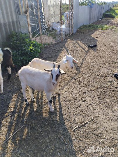 Коза дойная
