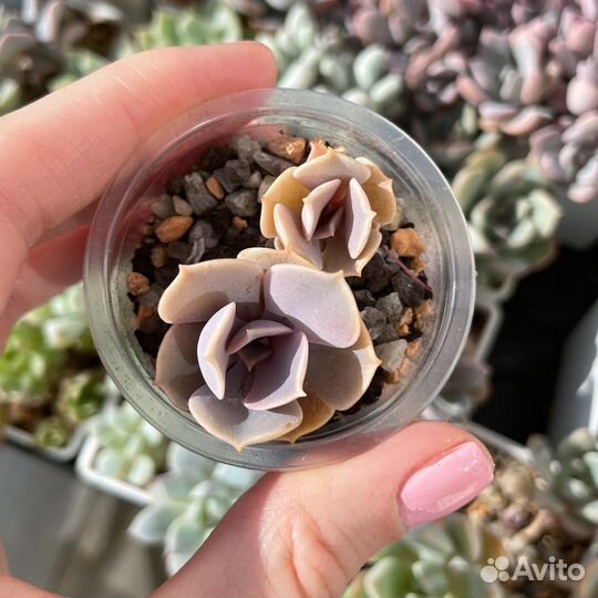 Суккуленты детки, эхеверия седум пахиверия