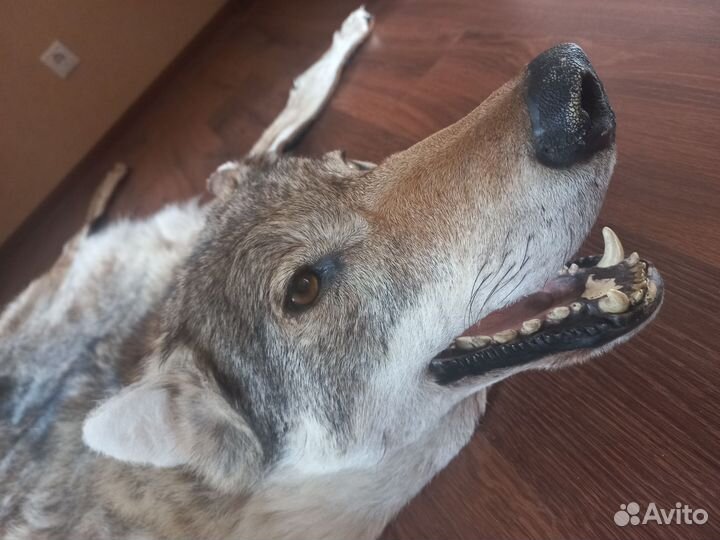 Шкура волка натуральная