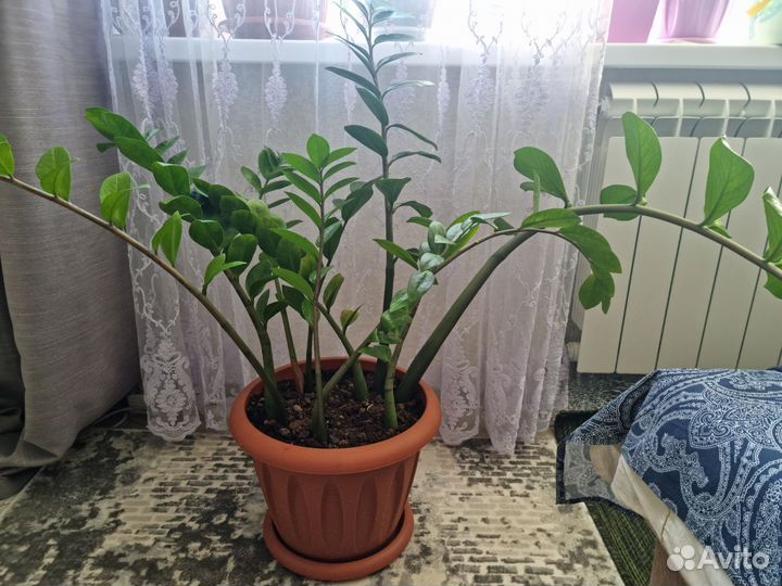 Замиокулькас