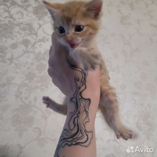 Котенок мальчик