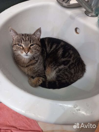 Кошка Мила возраст 2 года