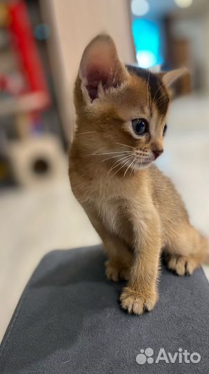 Абиссинские котята