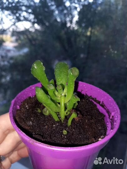 Редкие суккуленты