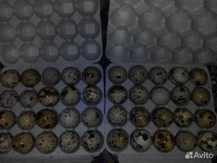 Домашние куриные и перепелиные яйца