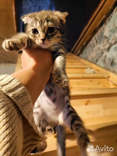 Шотландская вислоухая