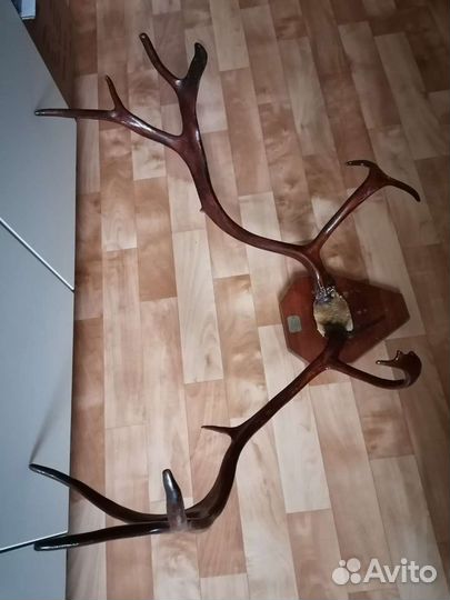 Рога оленя
