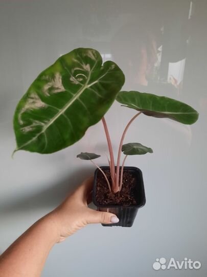 Алоказии, антуриум, филодендрон, сциндапсус