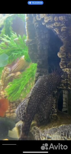 Сом анцитрус