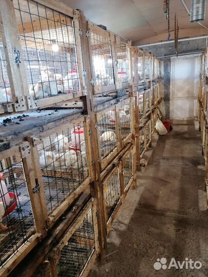 Птицеферма в черте города