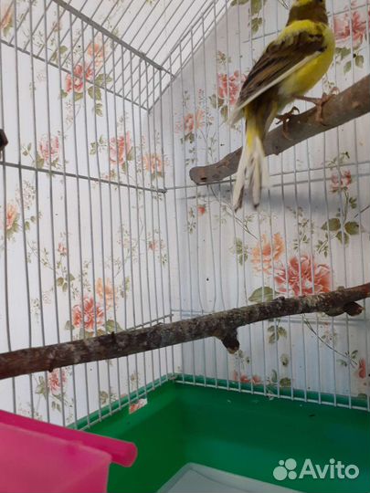 Певчий кенар