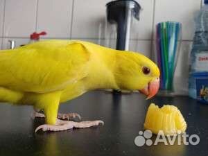 Ожереловые попугаи(малыши)