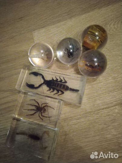 Насекомые и их знакомые