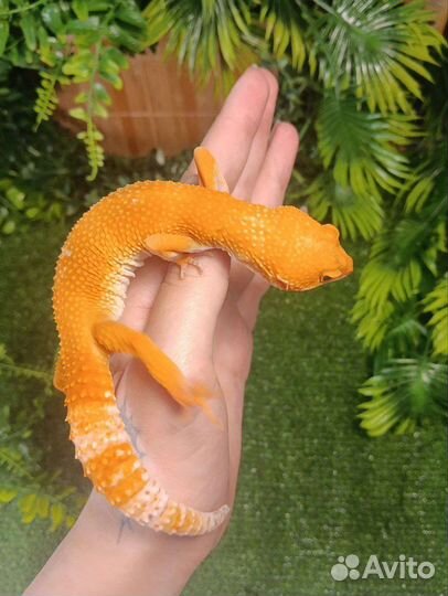 Эублефары blood