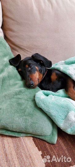 Такса Корни ищет дом