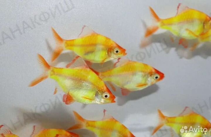 Барбусы цветные